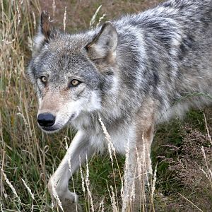 European grey wolf (Canis lupus lupus) - Legendia Parc