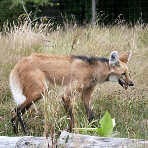 Maned wolf (Chrysocyon brachyurus) - Legendia Parc