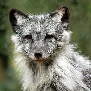 Arctic fox (Alopex lagopus) - Legendia Parc