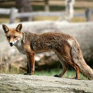 European red fox (Vulpes vulpes) - Legendia Parc