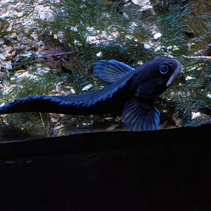 Fish ID - Aquazoo Düsseldorf