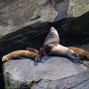 Steller Sea Lions - Alaska