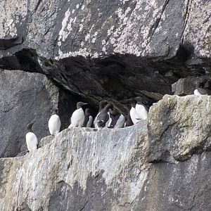 Common Murres - Alaska
