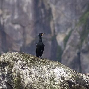 Double-crested Cormorant - Alaska