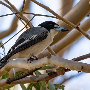 Grey Butcherbird