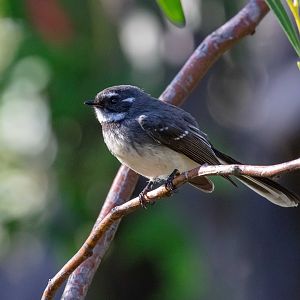 Grey Fantail