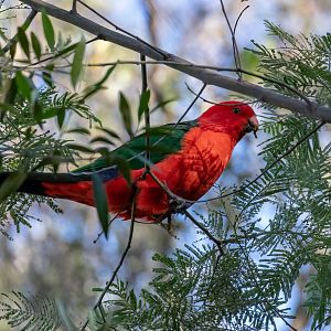 Australian King Parrot
