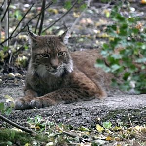 Siberian lynx (Lynx lynx wrangeli) - Legendia Parc