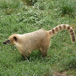 Ring-tailed coati (Nasua nasua) - Legendia Parc