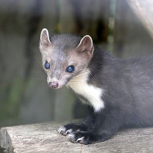 Beech marten (Martes foina) - Legendia Parc