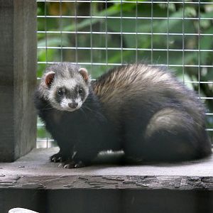 Ferret (Mustela putorius furo) - Legendia Parc