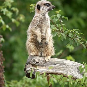 Meerkat (Suricatta suricatta) - Legendia Parc