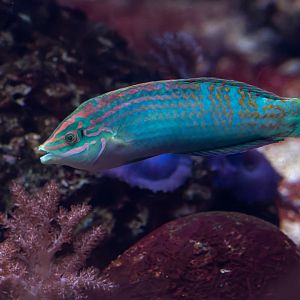 Fish ID - Zoo Duisburg