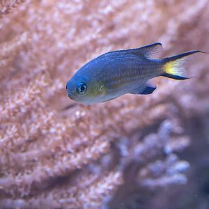 Fish ID - Zoo Duisburg