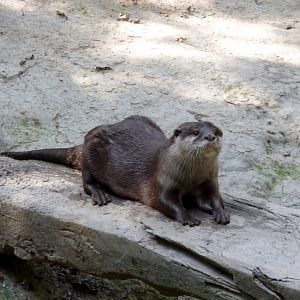 Asian small-clawed otter (Aonyx cinereus) - Legendia Parc