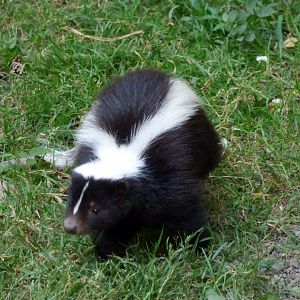Striped skunk (Mephitis mephitis) - Legendia Parc