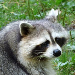 Comon raccoon (Procyon lotor) - Legendia Parc