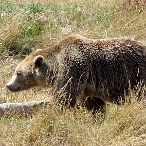 European brown bear (Ursus arctos arctos) - Legendia Parc