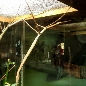 Giant Magnus Stick Insect 290625