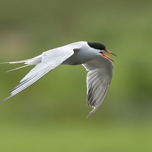 Common Tern (wild) UK
