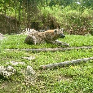 Jun. 2025- Spotted hyena