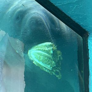 Jun. 2025- Florida manatee