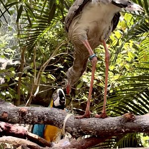 Jun. 2025- Red-legged seriema and Blue-and-yellow macaw