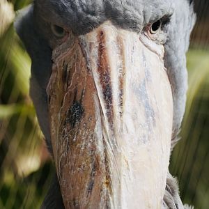 Shoebill Stork