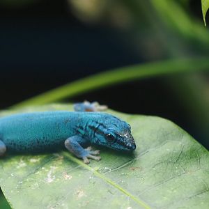 Turquoise Dwarf Gecko