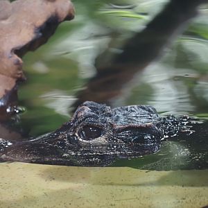 West African Dwarf Crocodile