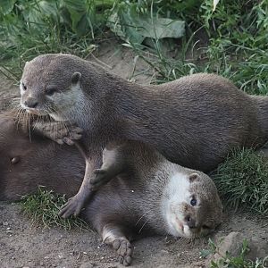 Asian Small-Clawed Otters