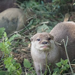 Asian Small-Clawed Otter