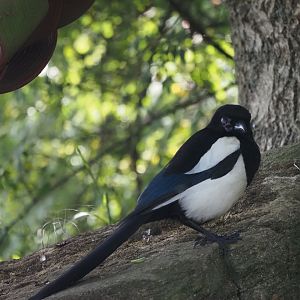 Eurasian Magpie (Wild)