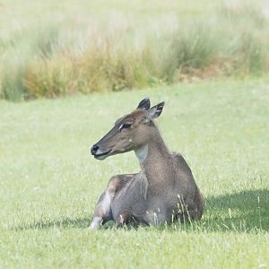 Nilgai