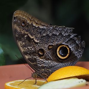 Owl Butterfly
