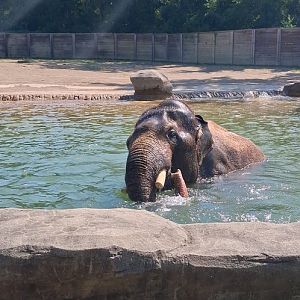 Johnson a bull elephant swimming at the columbus zoo