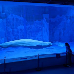 Beluga - Ocean World (Guangzhou)