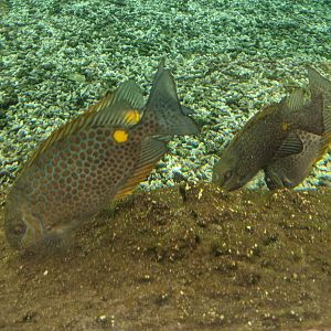 Orange-spotted Spinefoot - Ocean World (Guangzhou)