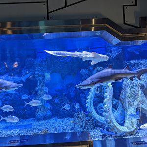 Shark tank - Ocean World (Guangzhou)