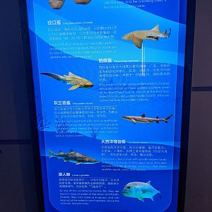 Shark tank signage - Ocean World (Guangzhou)
