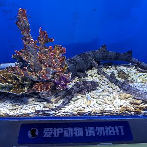 Bamboo Sharks - Ocean World (Guangzhou)