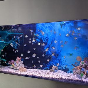 Monos - Ocean World (Guangzhou)