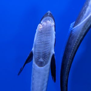 Sharksuckers (Echeneis naucrates) - Ocean World (Guangzhou)
