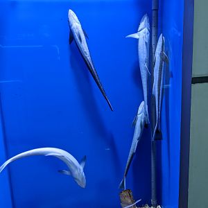 Sharksuckers (Echeneis naucrates) - Ocean World (Guangzhou)