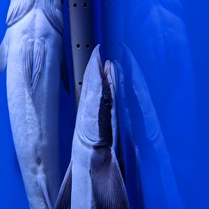 Sharksuckers (Echeneis naucrates) - Ocean World (Guangzhou)