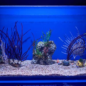 Seahorse tank - Ocean World (Guangzhou)