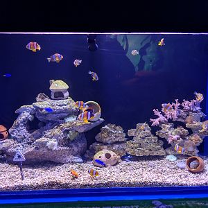 Clownfish tank - Ocean World (Guangzhou)