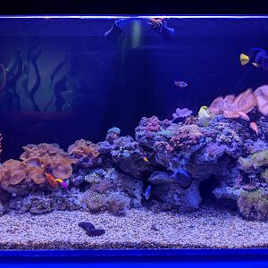 Small reef tank - Ocean World (Guangzhou)