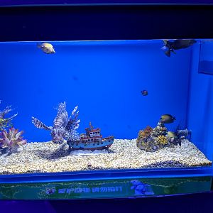 Lionfish tank - Ocean World (Guangzhou)