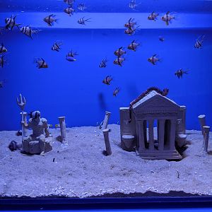 Cardinalfish tank - Ocean World (Guangzhou)